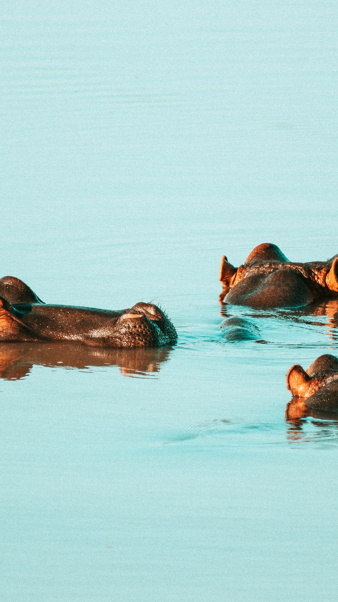 More Than a River Fixture: The Remarkable, Misunderstood Life of the Hippopotamus